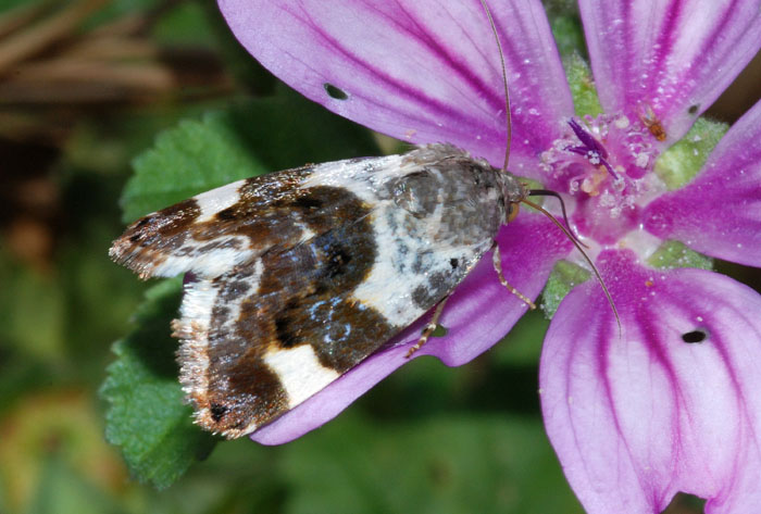 Noctuidae